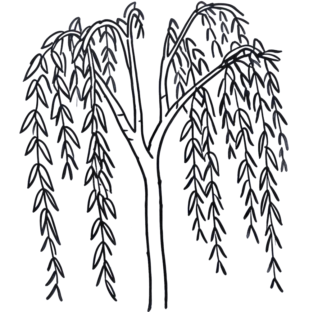 柳树线描绘画的技巧与练习方法