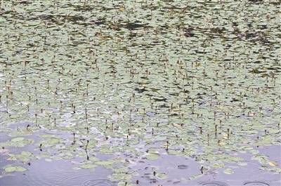 大面积野生莼菜现南雄