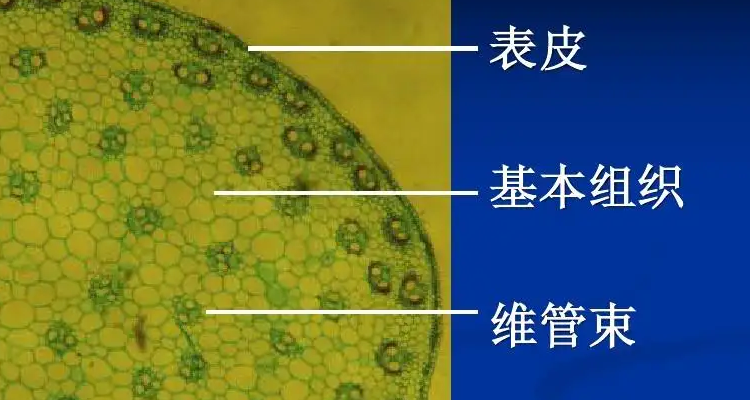 禾本科植物茎的维管束由什么组成