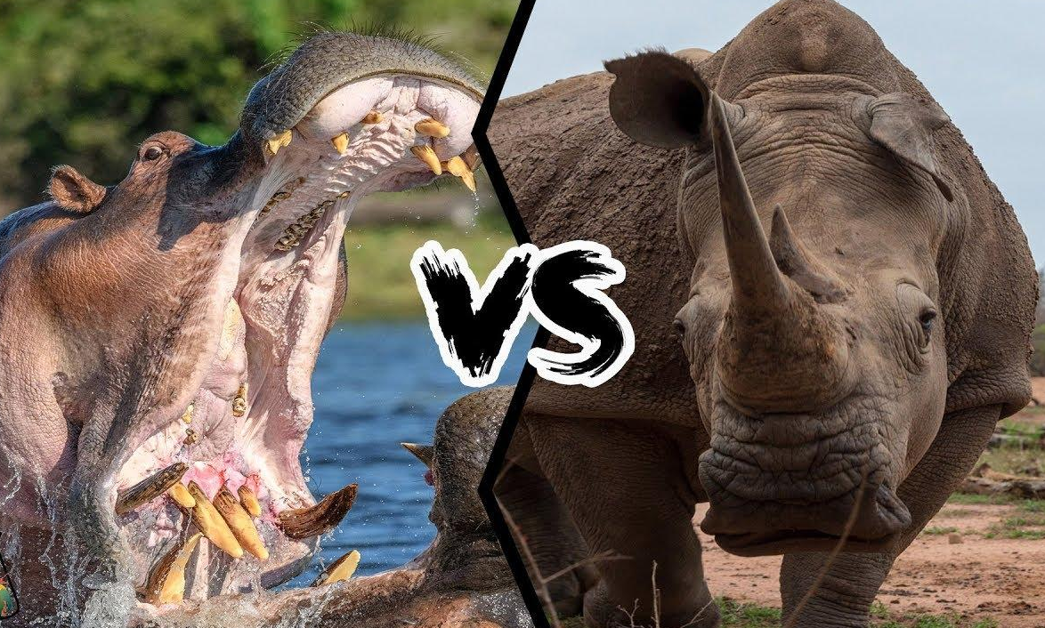 犀牛和河马谁更厉害?河马在水里是王,在陆地就是"挨啃小天使"