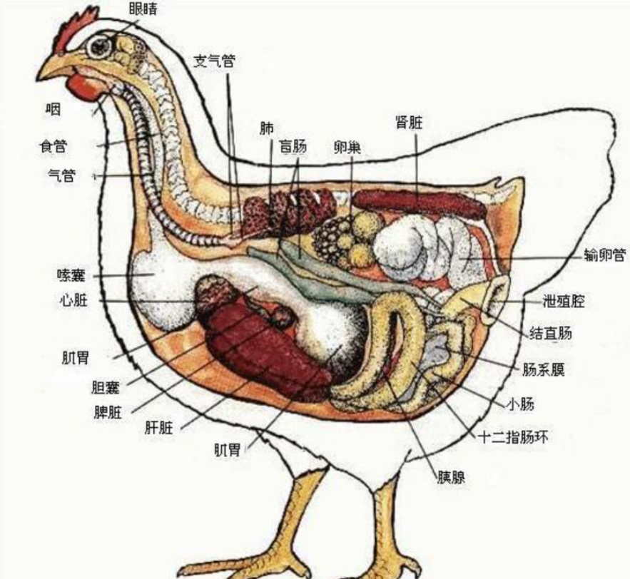 鸡中战斗机:身高1米多的最大家养鸡,我国育种却叫个印度名