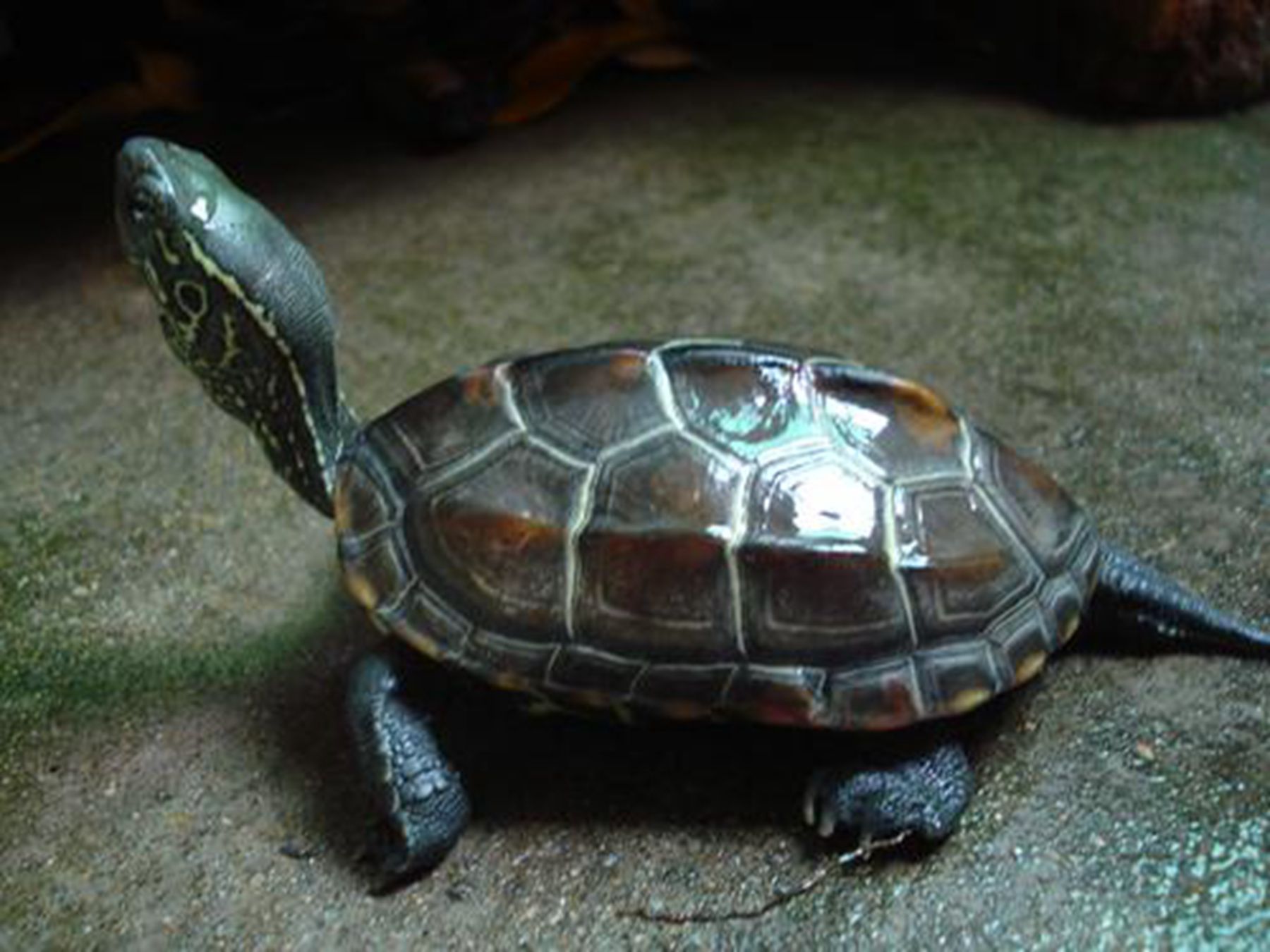尾巴很长的乌龟是什么龟?家养的乌龟需要冬眠吗?