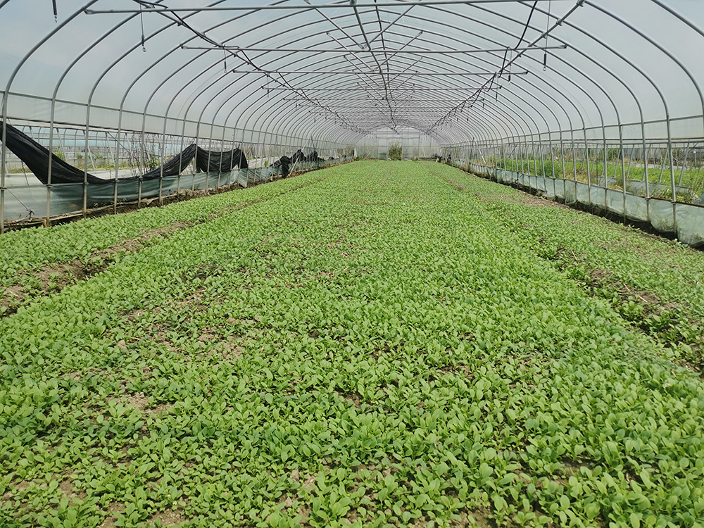 上海这个社区有菜田三千亩,地产蔬菜进入保供套餐,超市