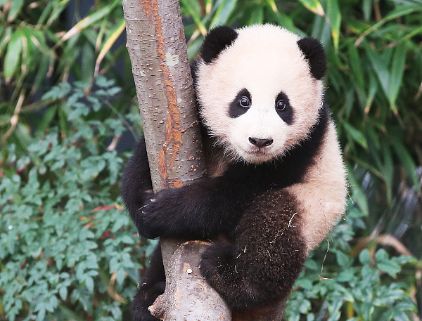 大熊猫"福宝"将返华,韩国熊猫热升温