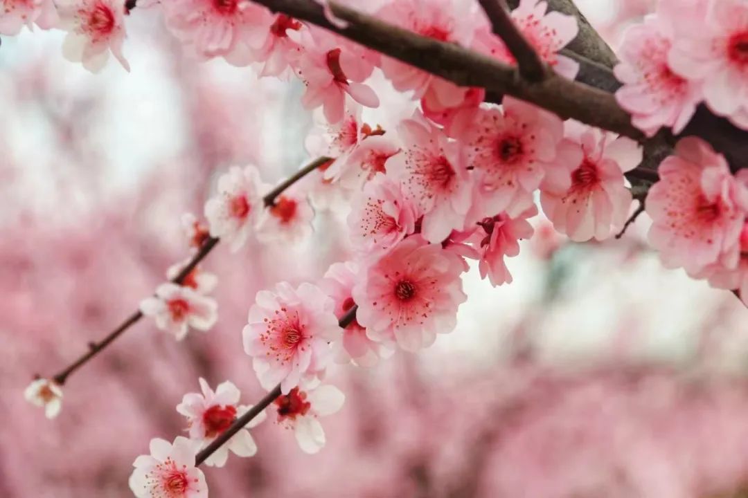 周末好时光来闵行就对了抓住梅花的尾巴