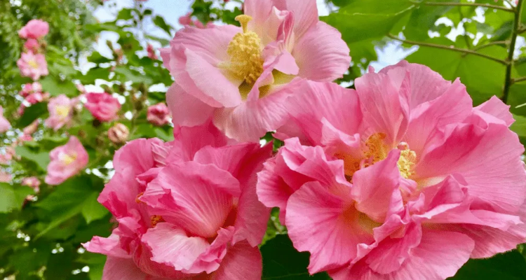 有关芙蓉花的唯美诗句