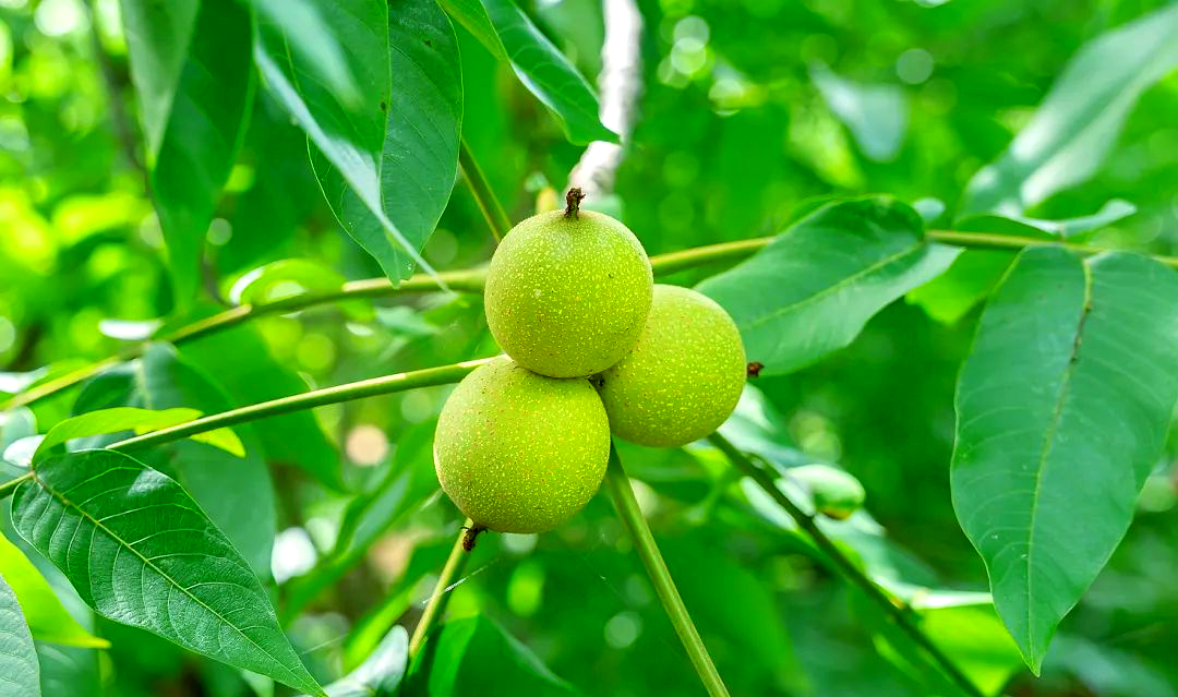 金秋季节的大姚核桃:丰收的喜悦与无与伦比的美味