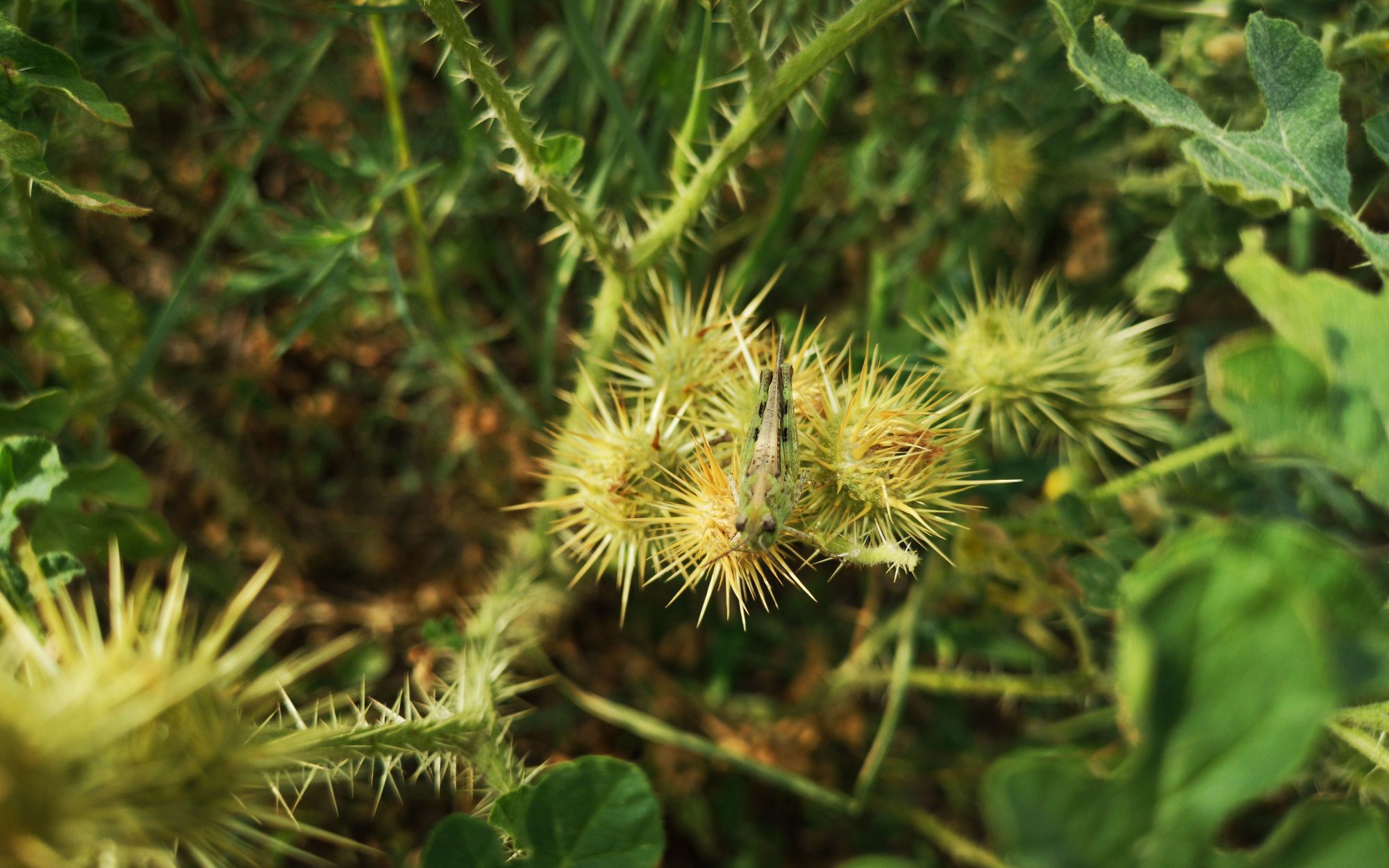 外侵物种黄花刺茄成片出现在吉林 对农作物动物均有害