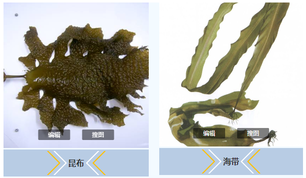 海带和昆布傻傻分不清楚带你一探究竟