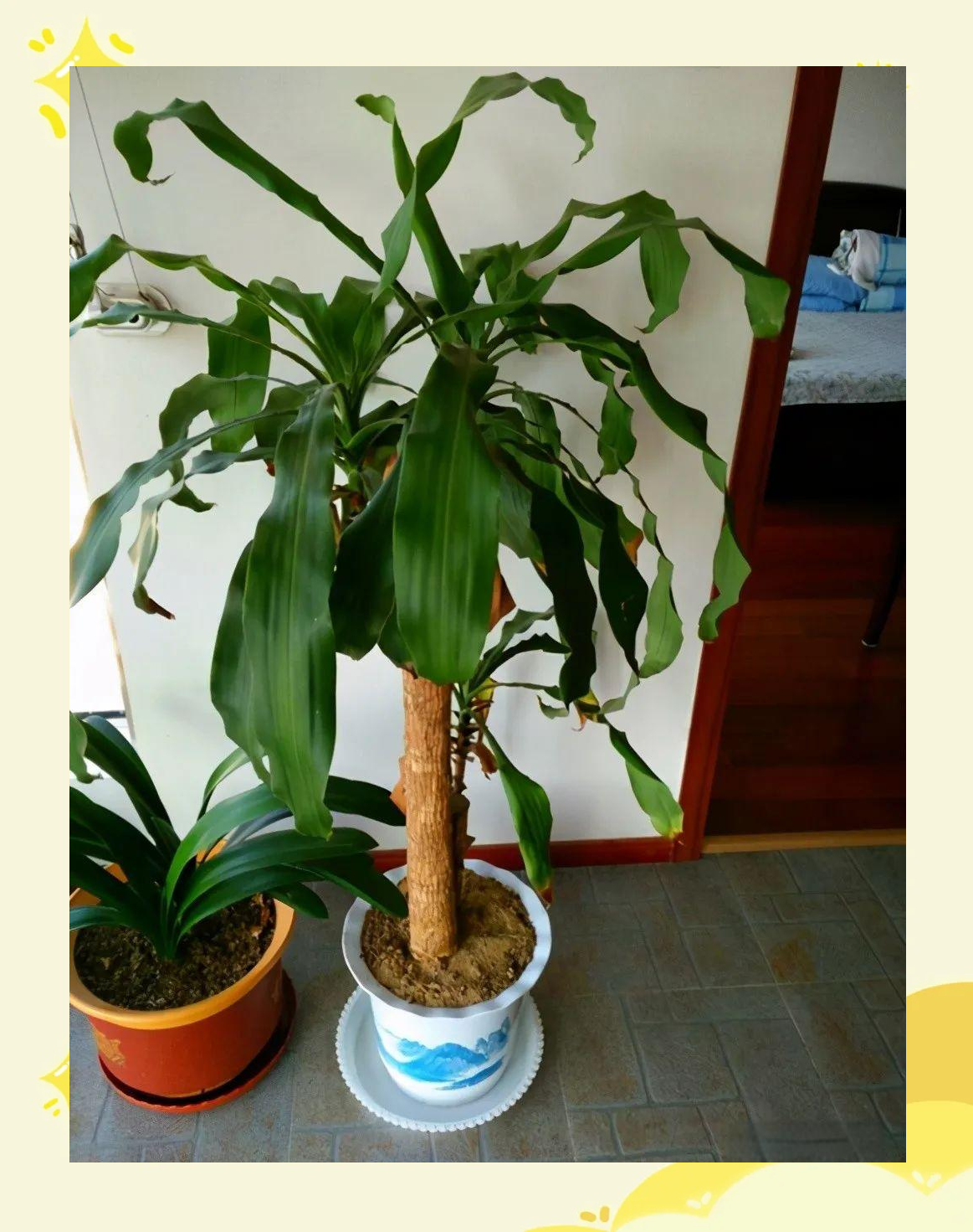 龙血兰,千年木,也门铁养护指南,让它们生机盎然