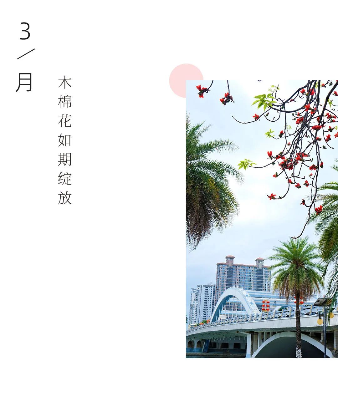 朋友三亚的木棉花开啦赏花走起