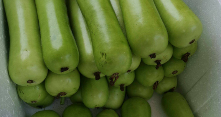 夜开花是什么菜