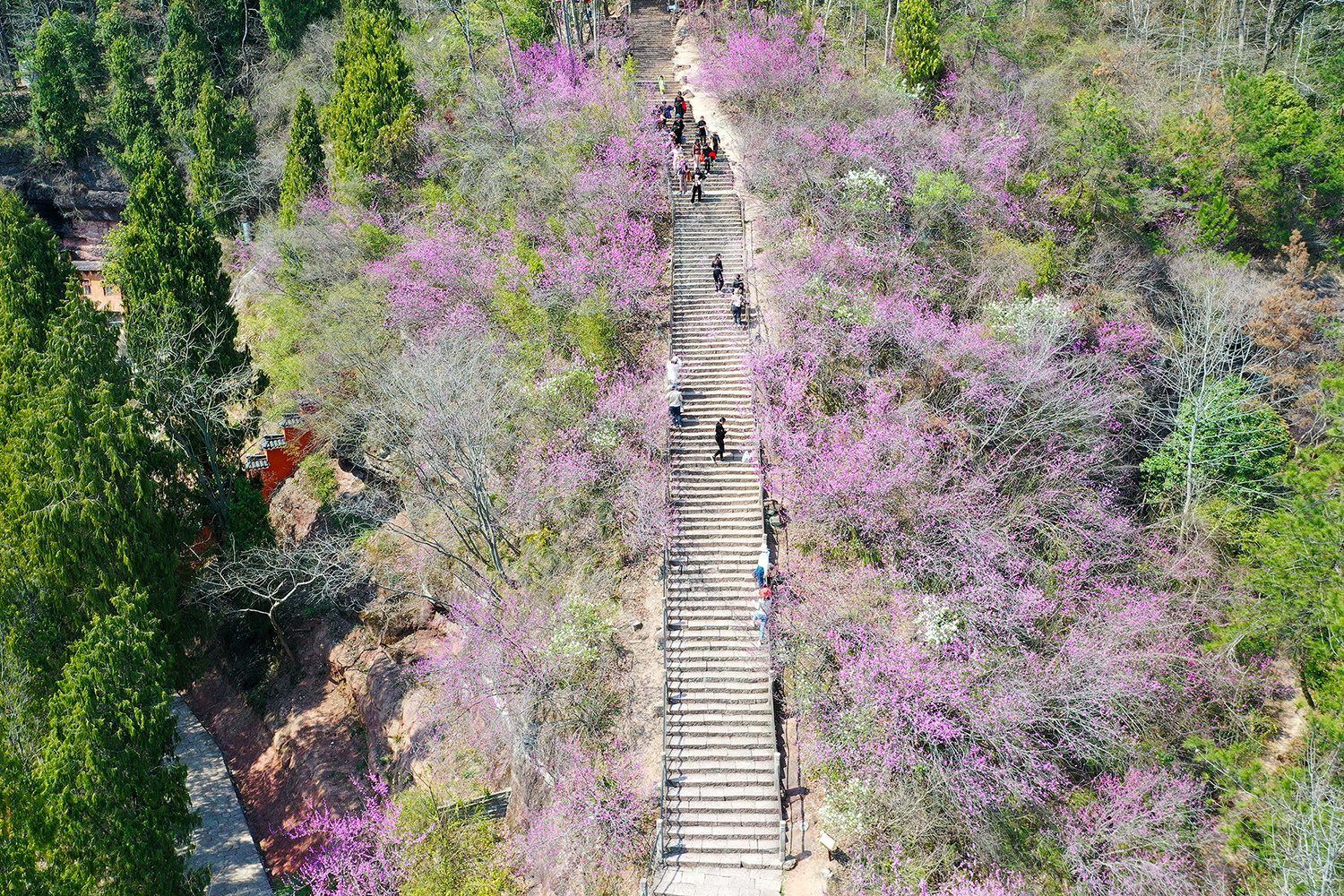 天台赤城山紫荆花图片