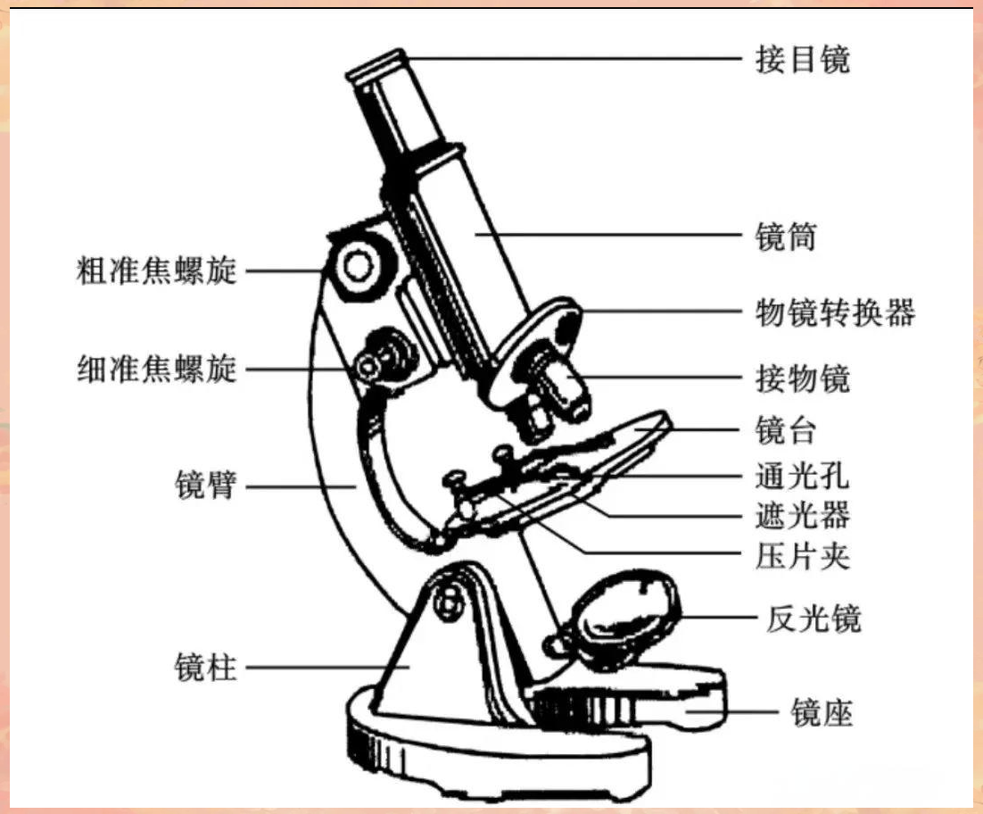 
初一生物显微镜使用步骤图解