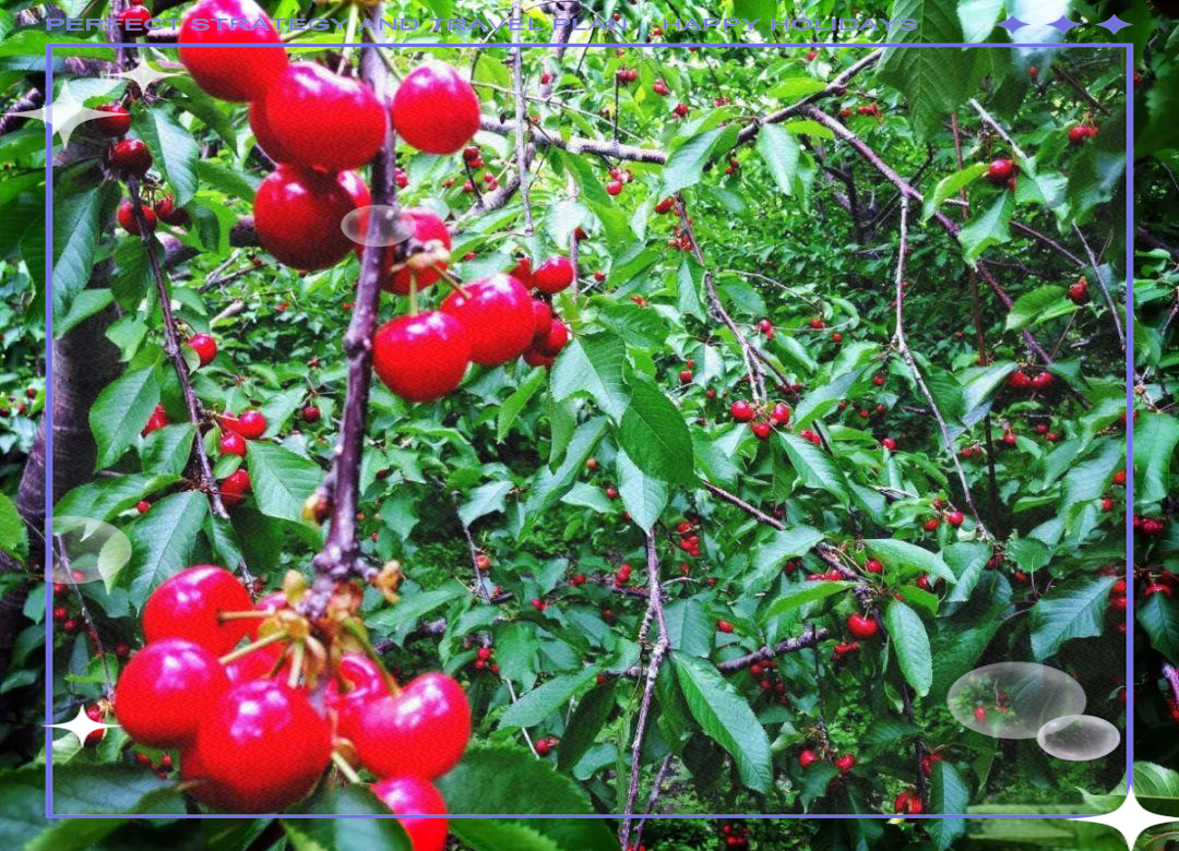 七年间,四川深山里的水晶车厘子之旅