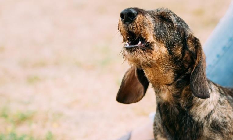 宠物狗这几个小举动,是高智商的特征!
