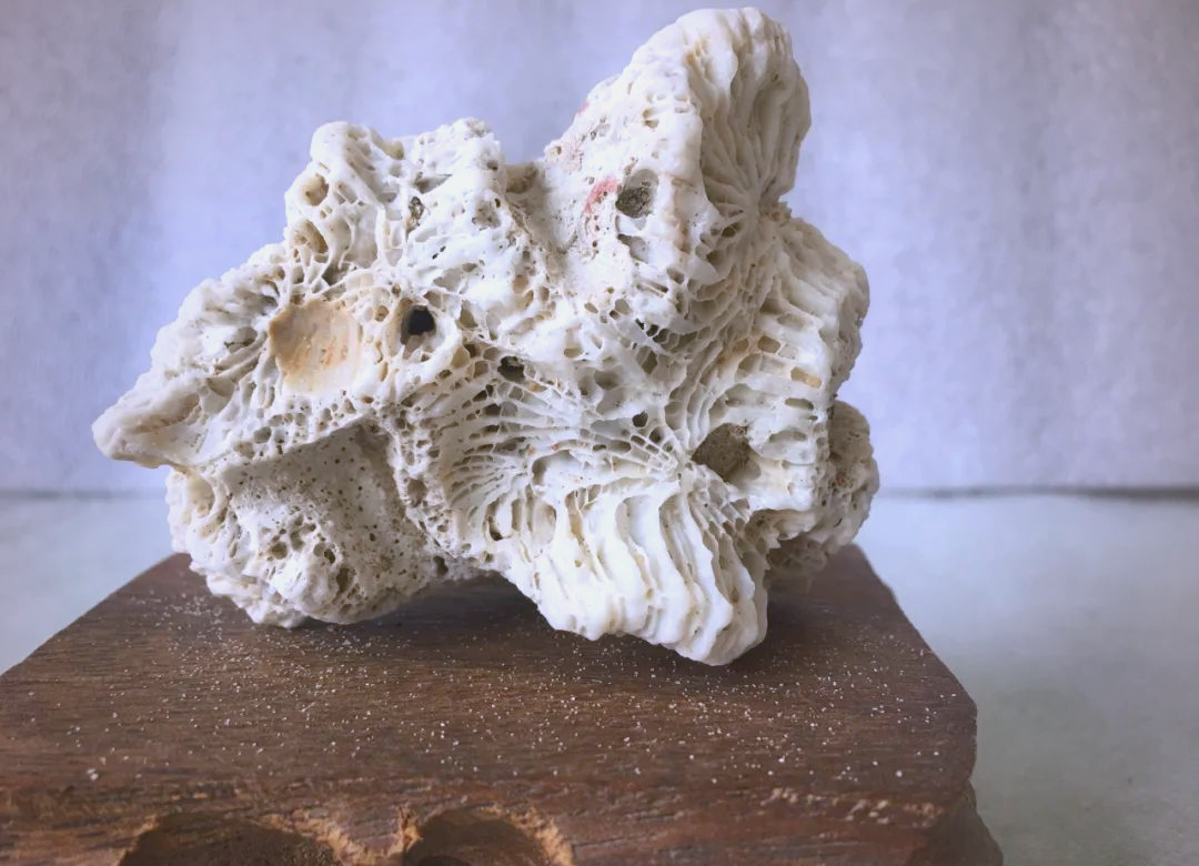 风氏文玩收藏馆:探索大海的瑰宝