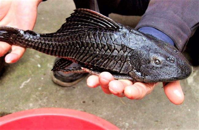 本土鱼杀手!广东钓友一网捞数百条清道夫,网友建议"挖坑埋了"