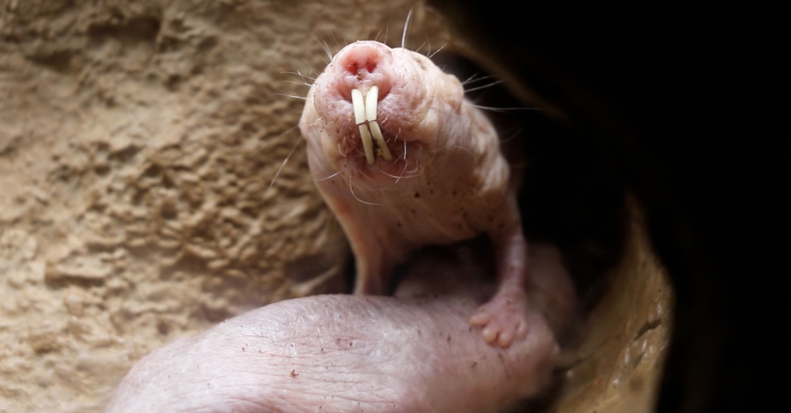 裸鼹鼠虽丑,但命硬,新研究:群体中地位越高的个体,生命力越强
