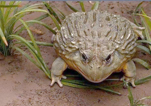 牛蛙的多样性与生态风险:一种美味背后的入侵物种
