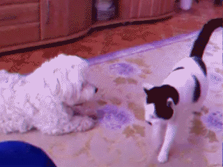 宠物搞笑gif 萌萌哒