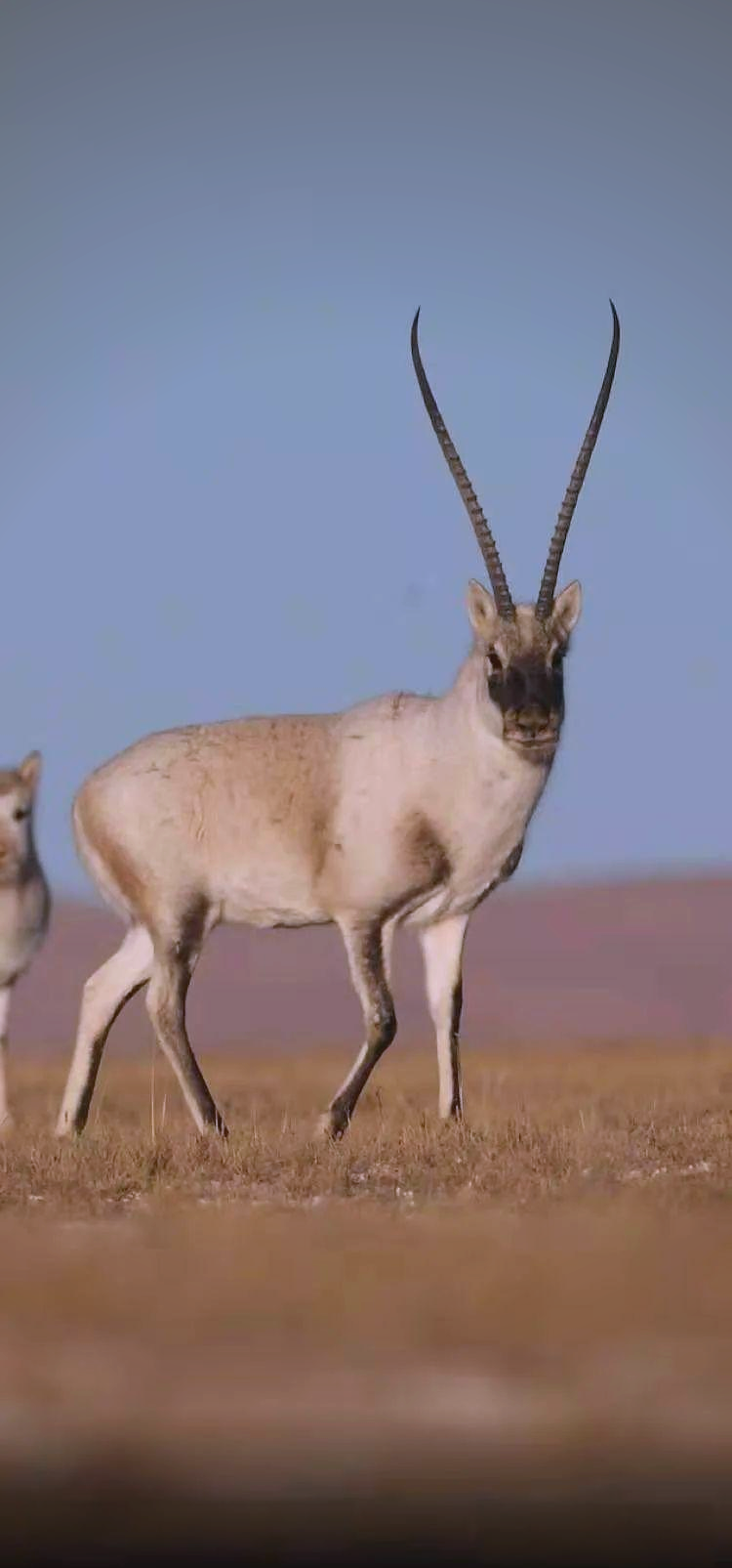 国家一级保护动物藏羚羊的介绍与保护