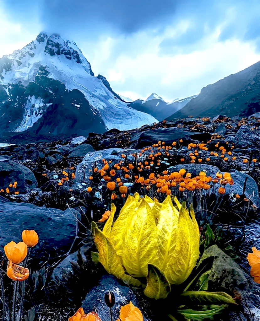 即程旅游——一张照片征服你;天山雪莲