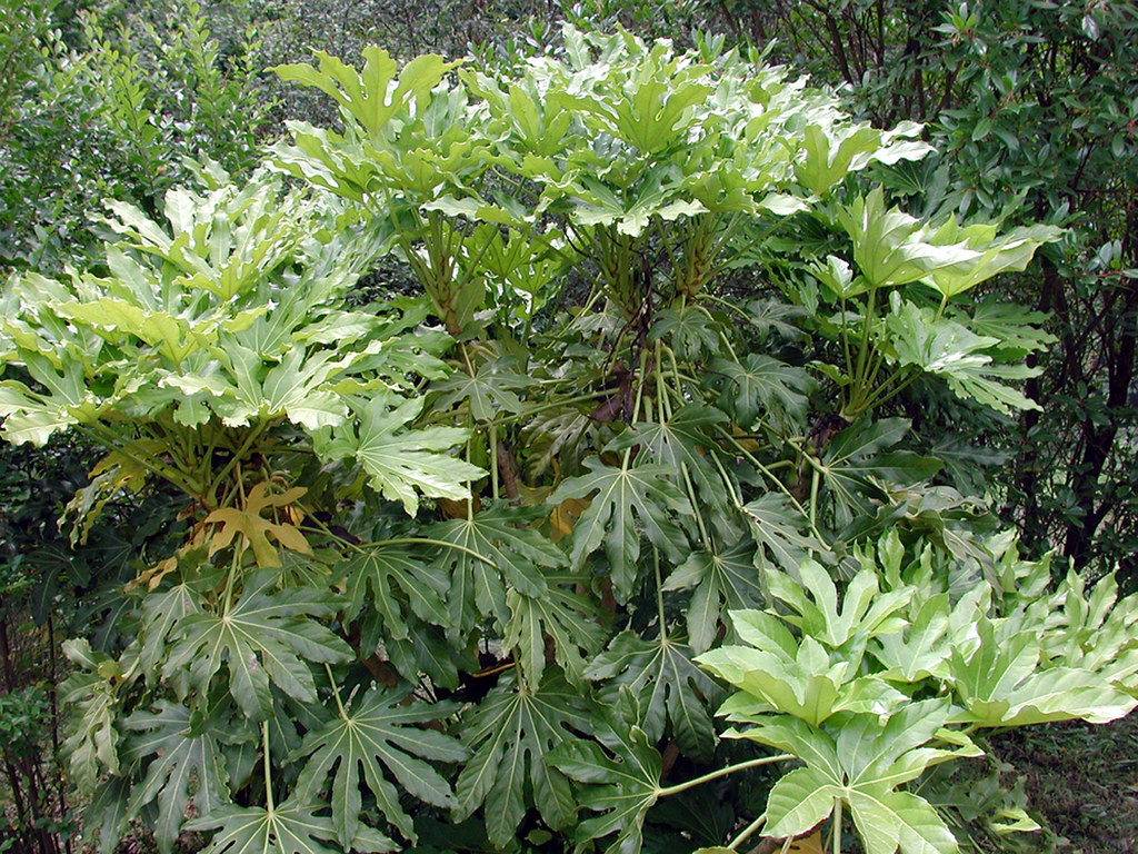 打造靓丽盆栽:探秘八角金盘的繁衍与护理