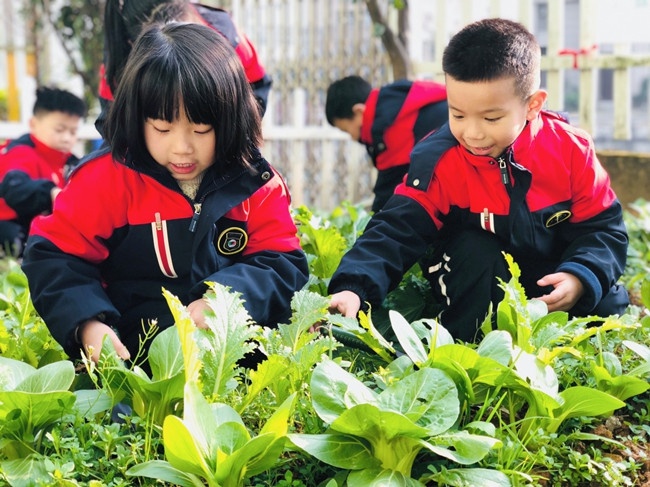 郑楼实验幼儿园开展种植收获活动