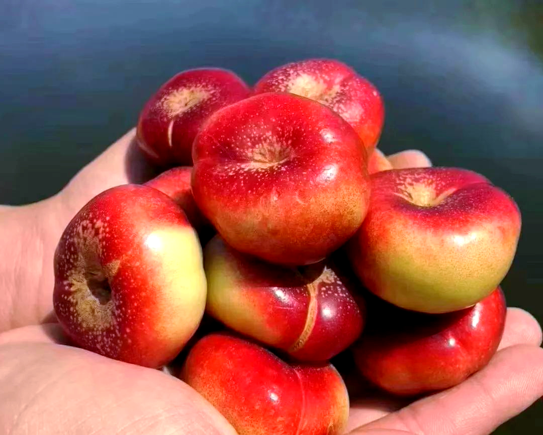 纽扣蟠桃:果实小巧,果肉细腻,美味与营养并存
