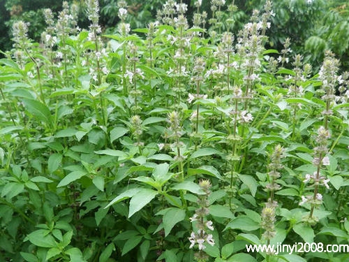 罗勒叶的功效与作用(罗勒叶怎么吃)