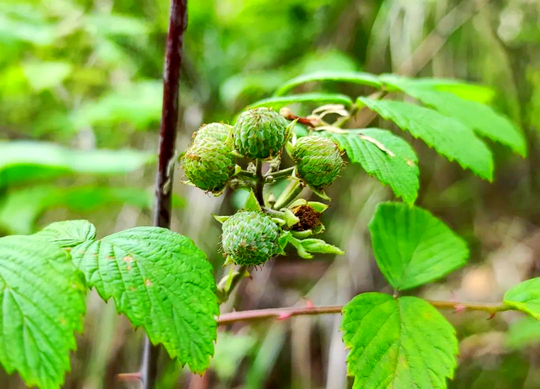 端午泡儿成熟,悬钩子属植物辨识指南