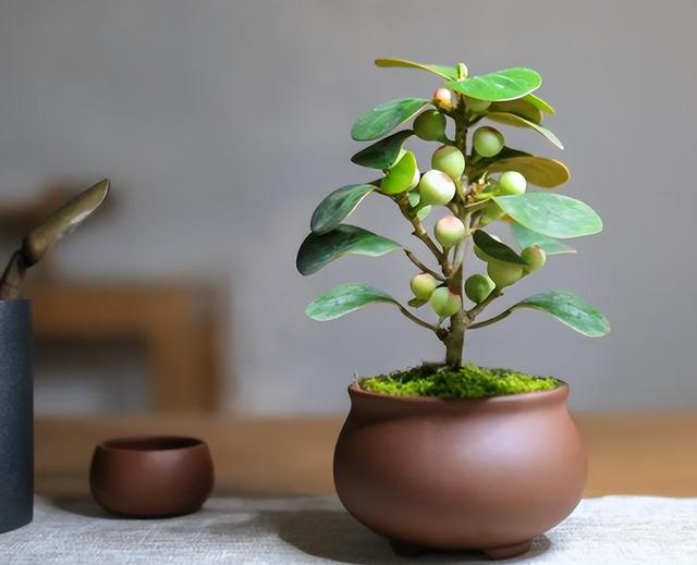 懂养花!小盼菩提养殖方法和注意事项,这些细节你一定要知道