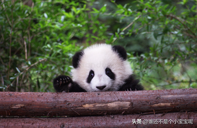 每天认识一只大熊猫——奇果,长相甜美,和妈妈一起卖惨走红网络