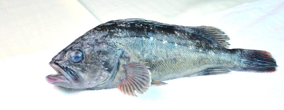 探索营养丰富的黑头鱼世界