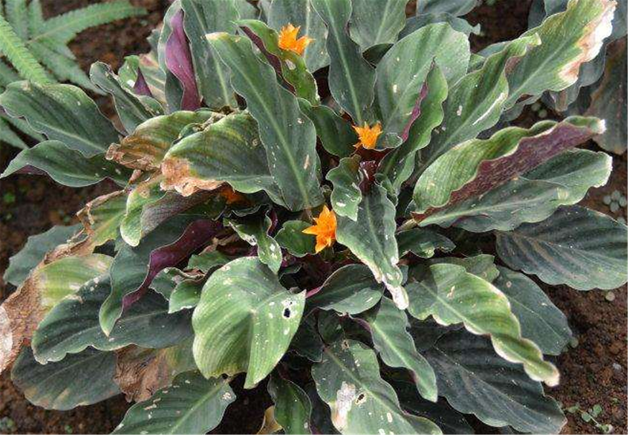 特容易开花的黄苞竹芋,能开火焰般的花,养树荫下都没问题!