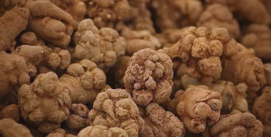 贵重药材种植