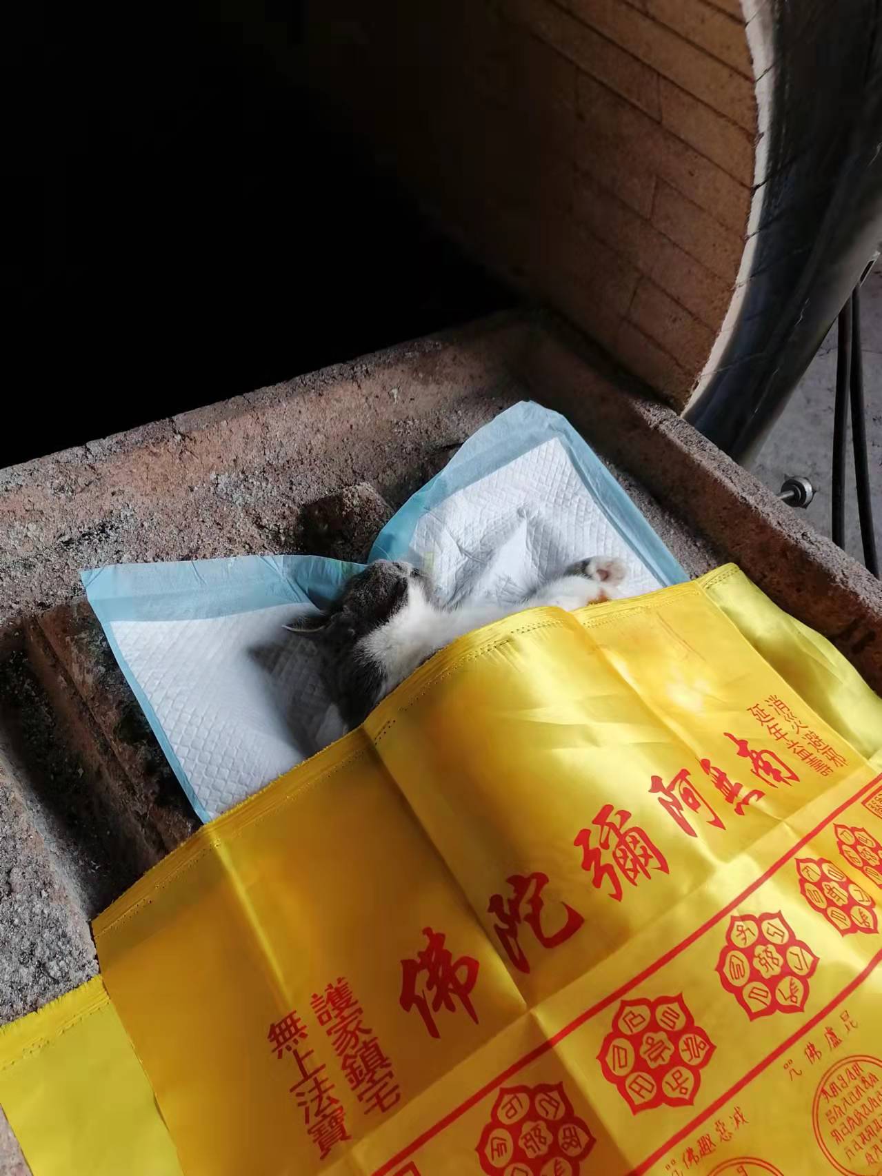 广州宠物火化的收费标准一般是多少