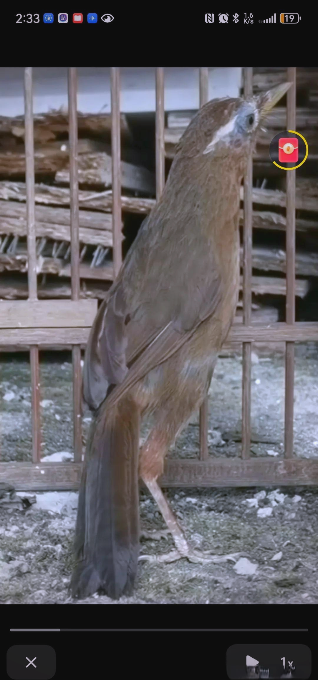 画眉鸟极品脚杆的选择指南