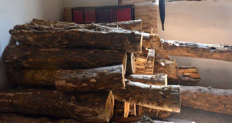 拓木树又叫什么树