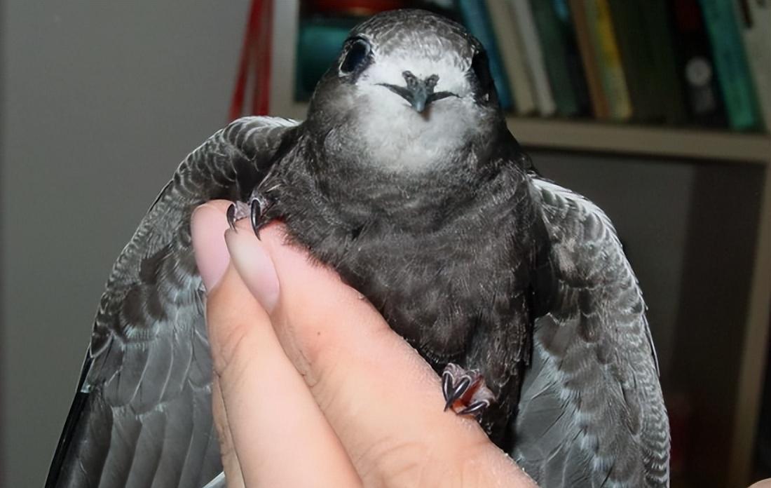 神奇的无脚鸟:飞行中的奇迹与真相