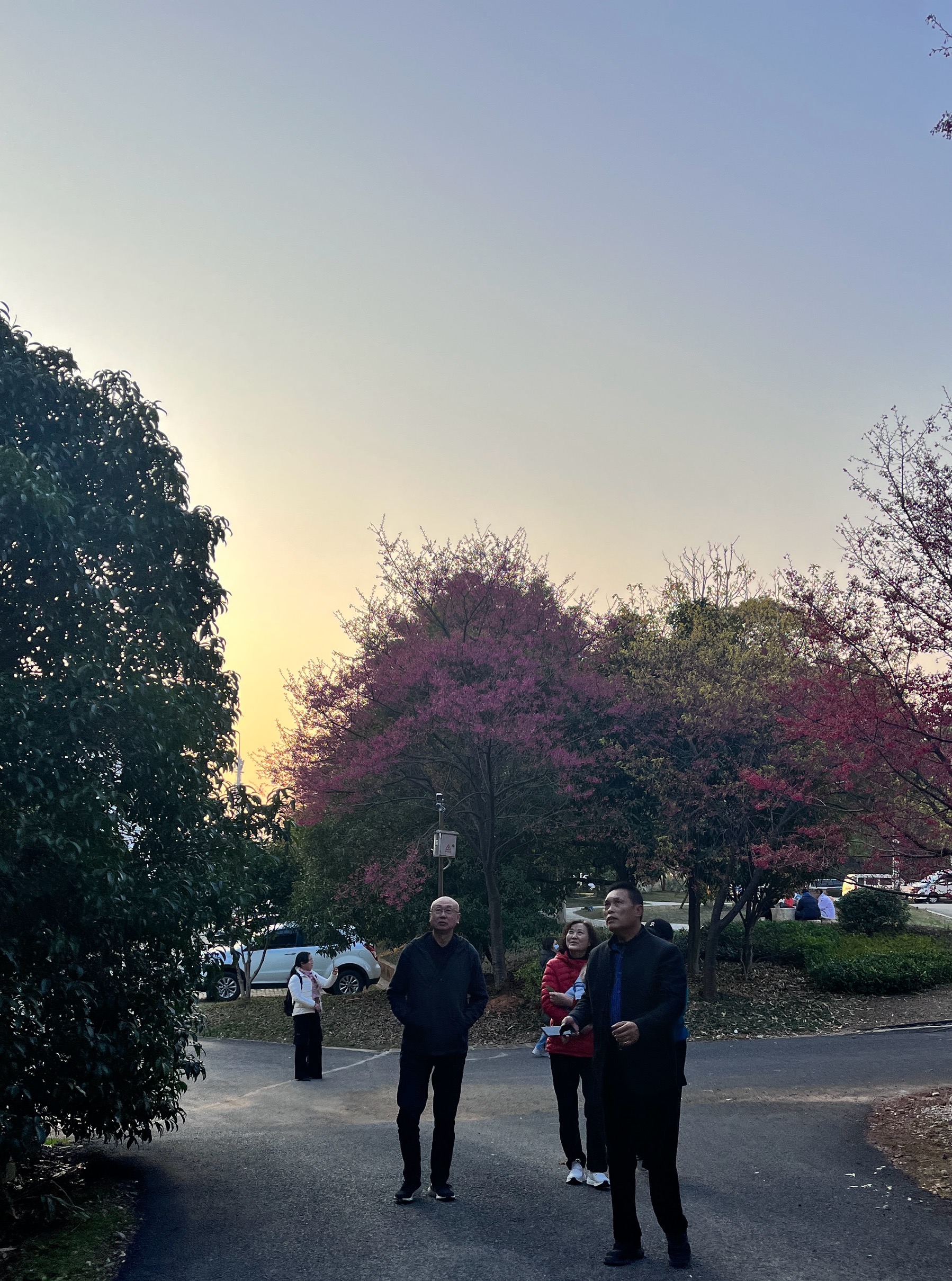 视频|春意渐浓!江西省林业科学院樱花迎春绽放 吸引众多市民打卡拍照