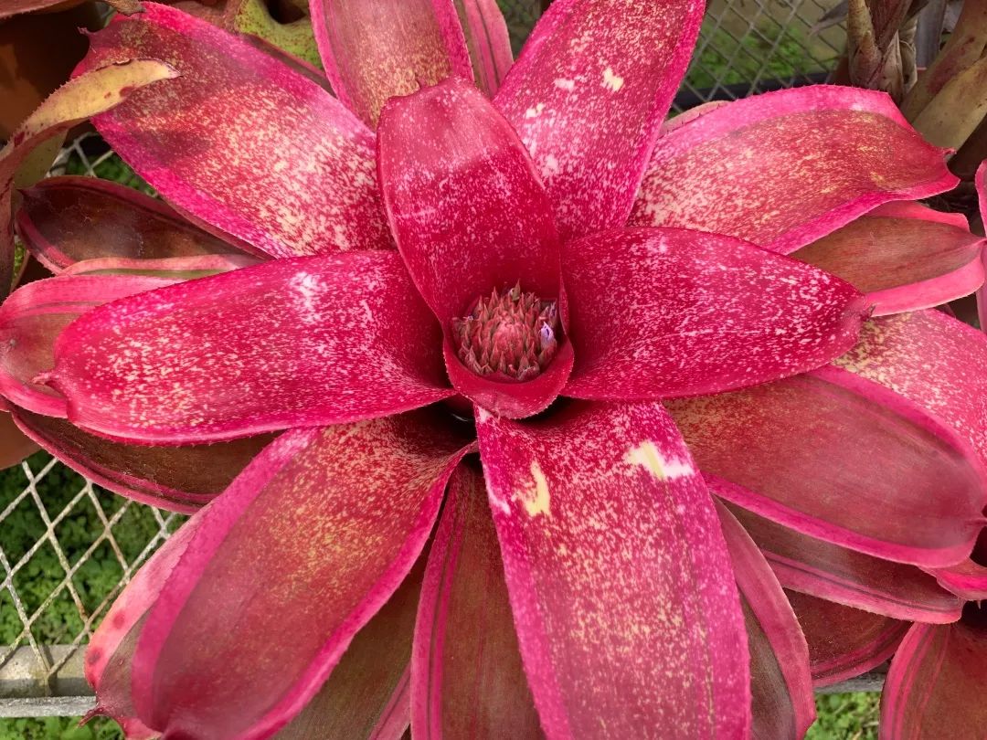 云赏花丨最灿烂的凤梨——彩叶凤梨属