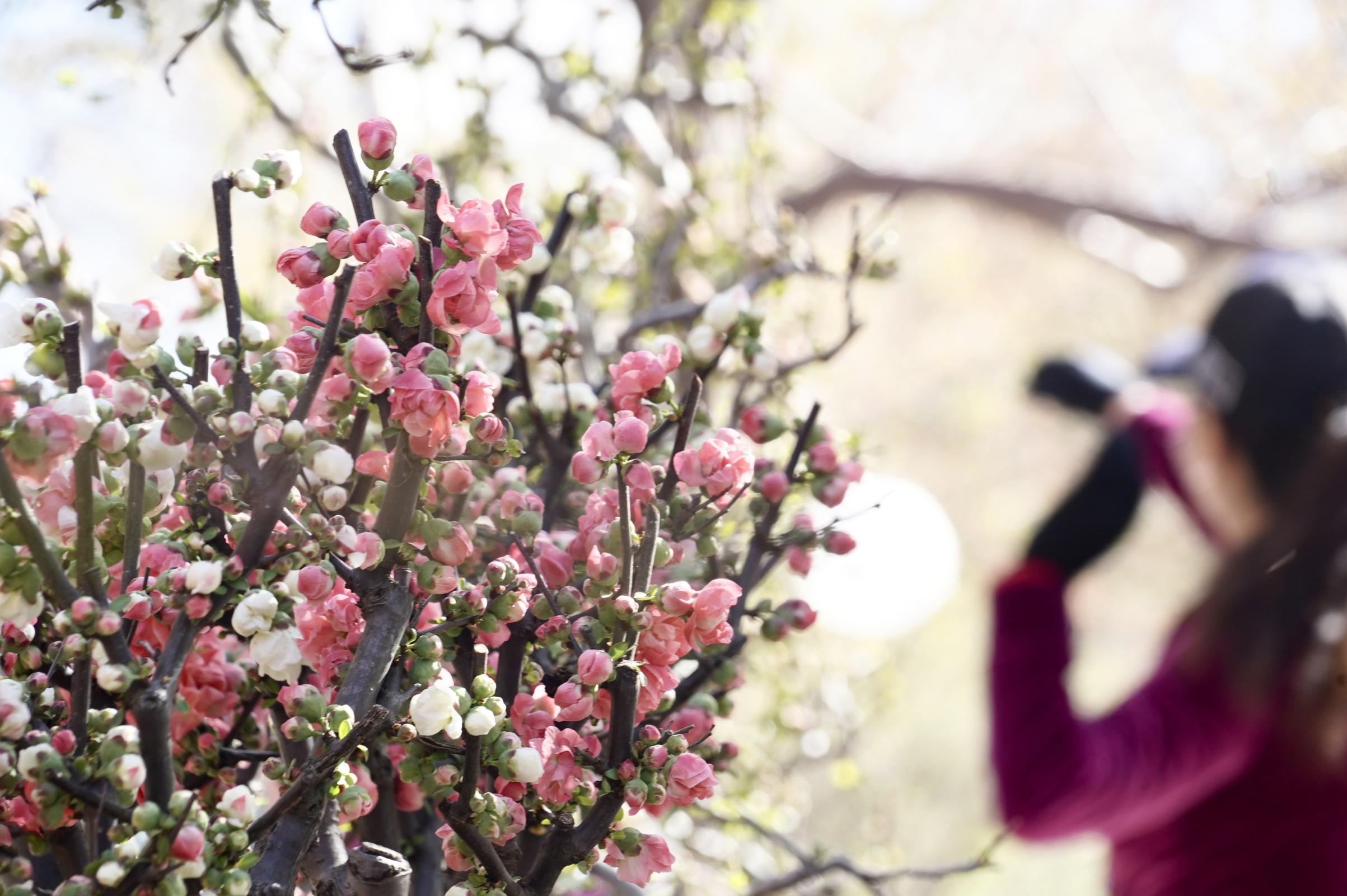 陶然亭公园海棠春花文化节本周六开幕,今年可夜赏繁花
