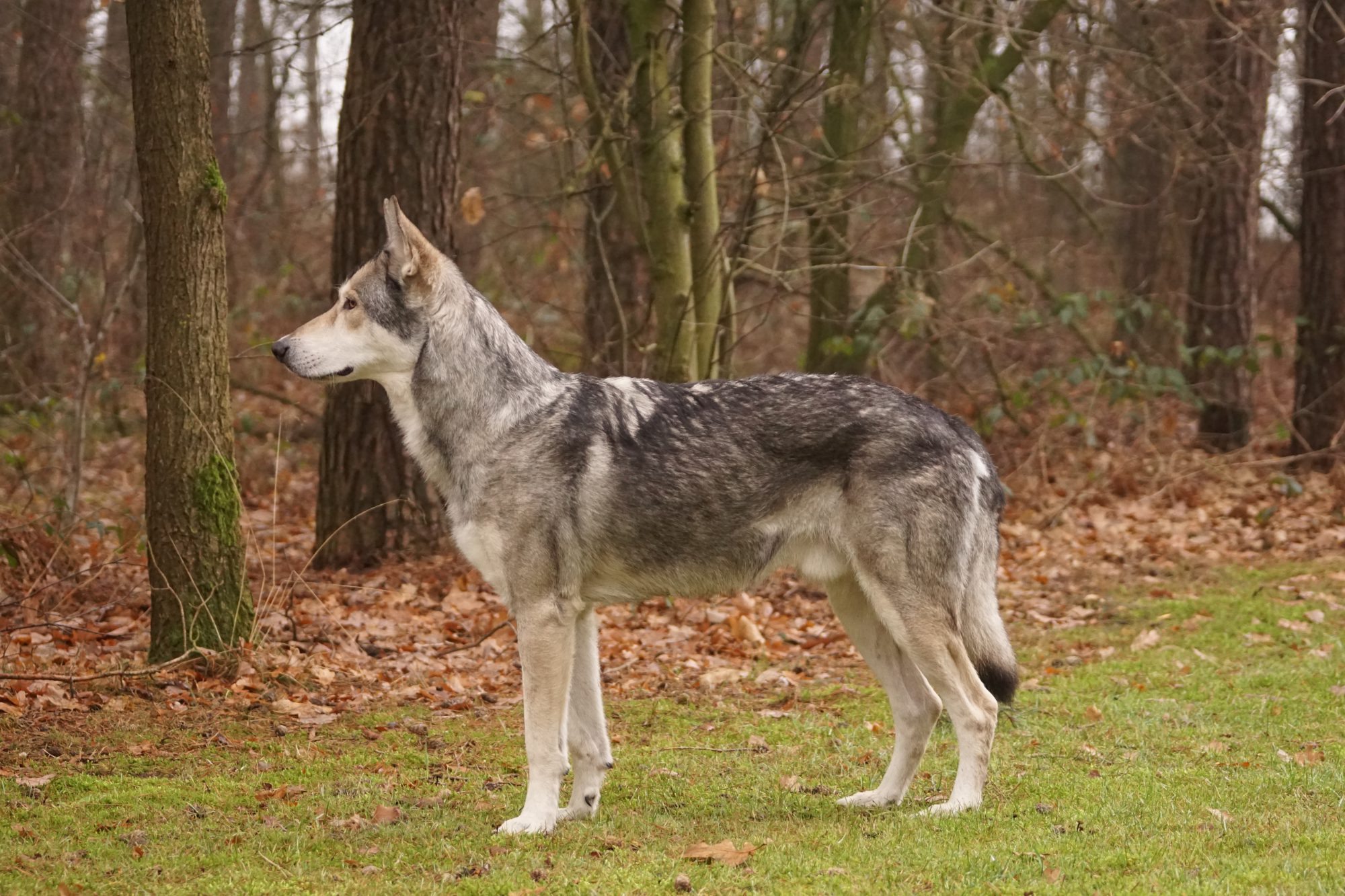 农村土狗才是血统最高贵的狗?研究表明土狗才是所有狗的祖先?