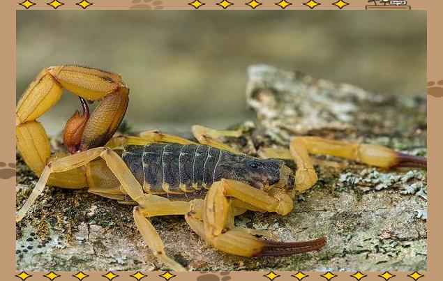 探索世界最毒的蝎子:多种种类一网打尽!