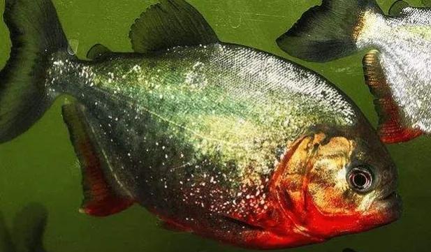 食人鲳,清道夫和鳄雀鳝哪个更厉害?把它们养在一起会怎样?