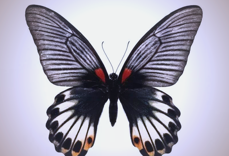 探索皇蛾阴阳蝶:奇观与传奇的完美结合