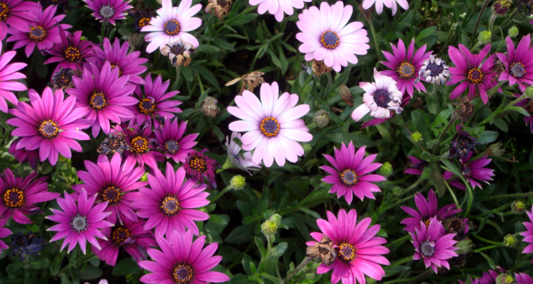 20种常见的菊科植物