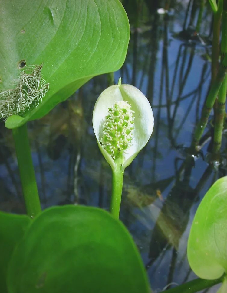 水芋:从生活到药用,全方位了解这种植物